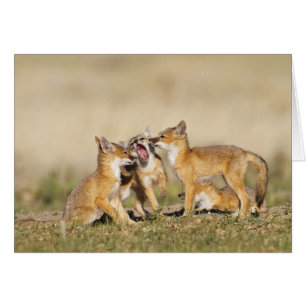 Swift Fox (Vulpes macrotis) young at den burrow,