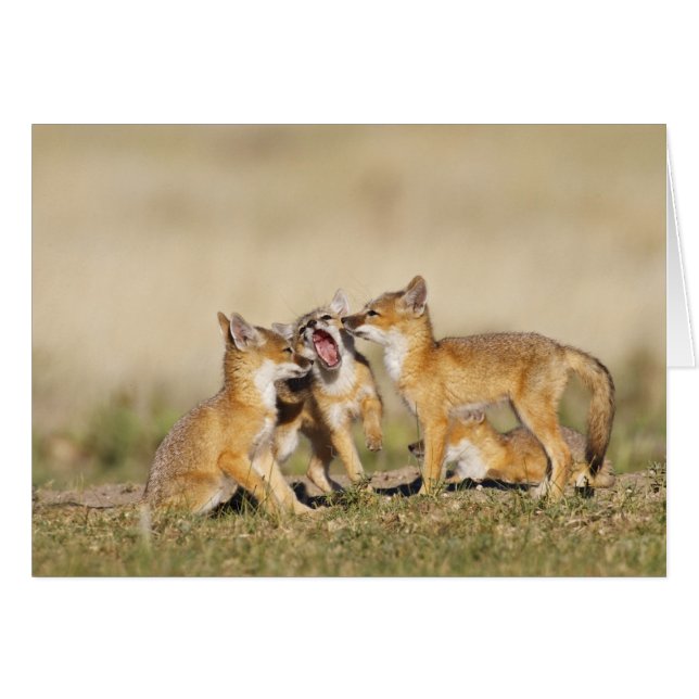 Swift Fox (Vulpes macrotis) young at den burrow, (Front Horizontal)