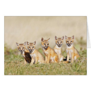 Swift Fox (Vulpes macrotis) young at den burrow, 2