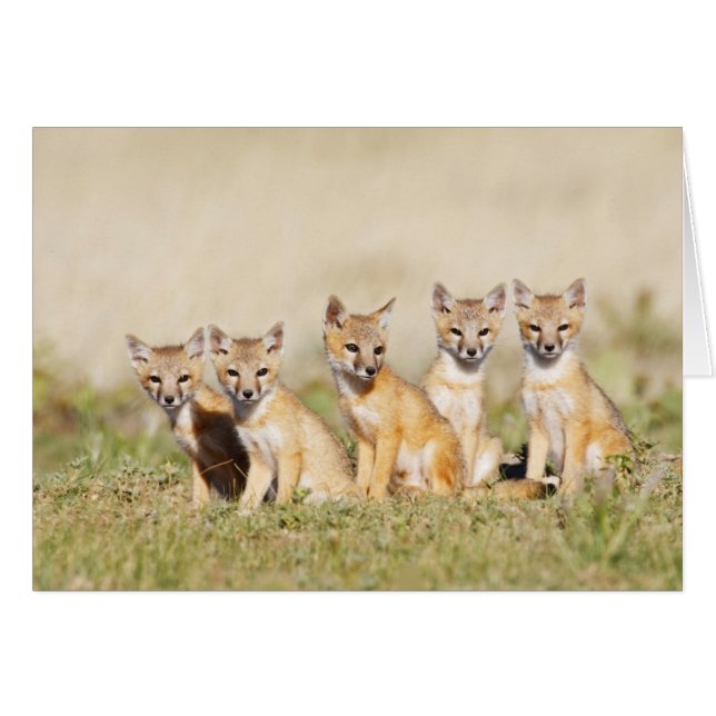 Swift Fox (Vulpes macrotis) young at den burrow, 2 (Front Horizontal)