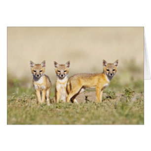 Swift Fox (Vulpes macrotis) young at den burrow, 3