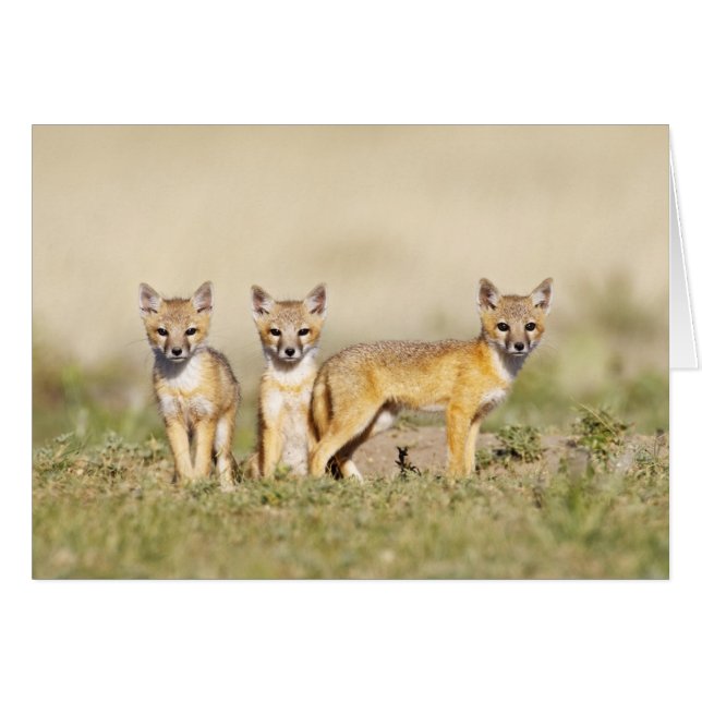 Swift Fox (Vulpes macrotis) young at den burrow, 3 (Front Horizontal)