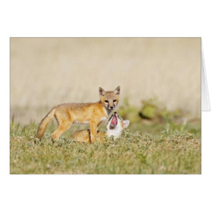 Swift Fox (Vulpes macrotis) young at den burrow, 4