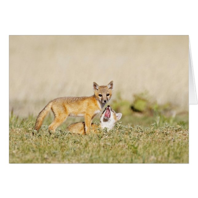 Swift Fox (Vulpes macrotis) young at den burrow, 4 (Front Horizontal)