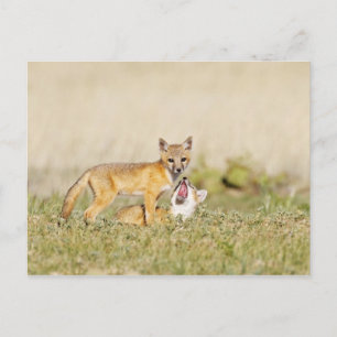 Swift Fox (Vulpes macrotis) young at den burrow, 4 Postcard