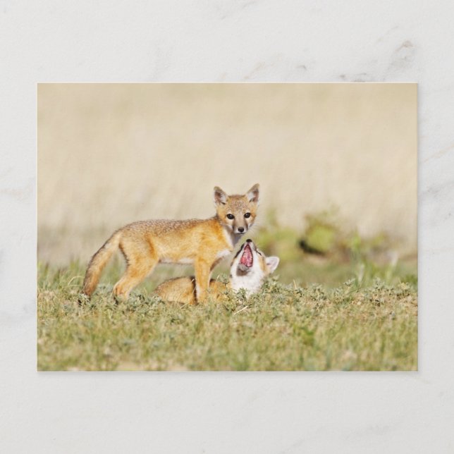 Swift Fox (Vulpes macrotis) young at den burrow, 4 Postcard (Front)