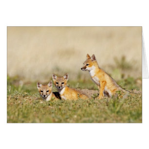 Swift Fox (Vulpes macrotis) young at den burrow, 5