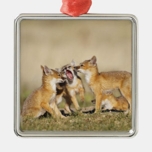 Swift Fox (Vulpes macrotis) young at den burrow, Metal Ornament