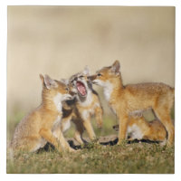 Swift Fox (Vulpes macrotis) young at den burrow,