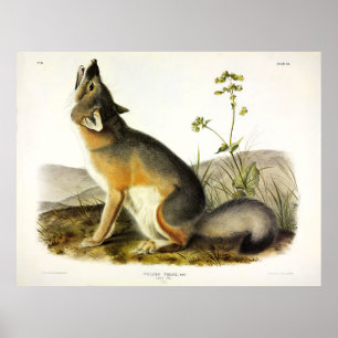 Swift Fox (Vulpes Velox) by Audubon Poster