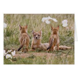 Swift Fox (Vulpes velox) female with young at