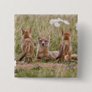 Swift Fox (Vulpes velox) female with young at 2 Inch Square Button