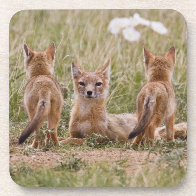 Swift Fox (Vulpes velox) female with young at Coaster (Front)