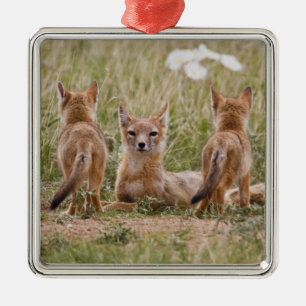 Swift Fox (Vulpes velox) female with young at Metal Ornament