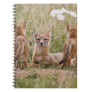 Swift Fox (Vulpes velox) female with young at Notebook