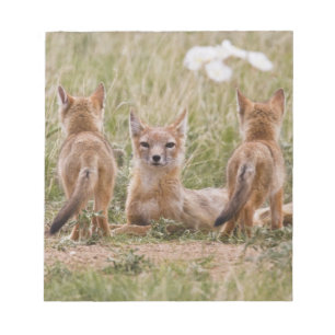 Swift Fox (Vulpes velox) female with young at Notepad
