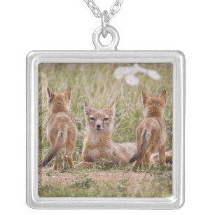 Swift Fox (Vulpes velox) female with young at Silver Plated Necklace