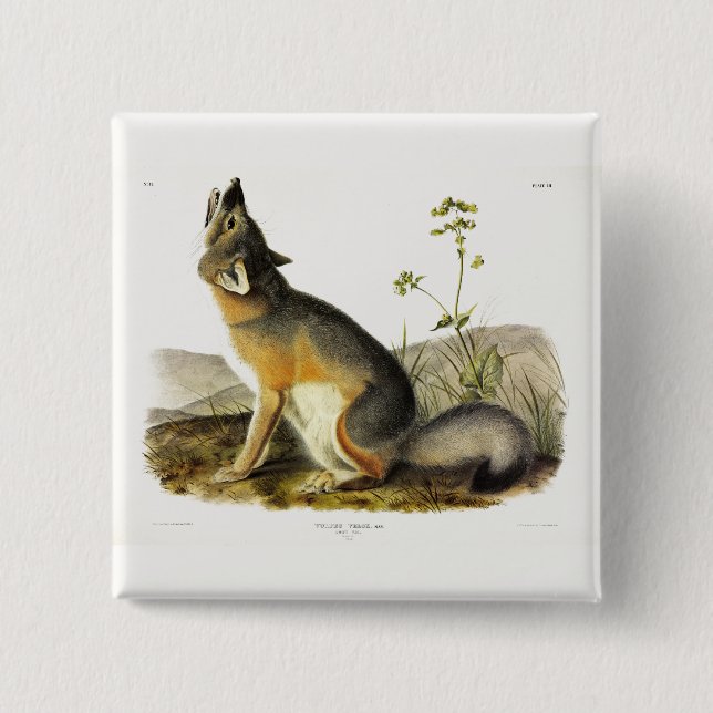 Swift Fox (Vulpes Velox) from Audubon's Quadrupeds 2 Inch Square Button (Front)