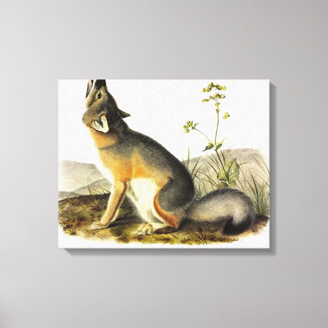 Swift Fox (Vulpes Velox) from Audubon's Quadrupeds Canvas Print (Front)