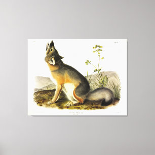 Swift Fox (Vulpes Velox) from Audubon's Quadrupeds Canvas Print