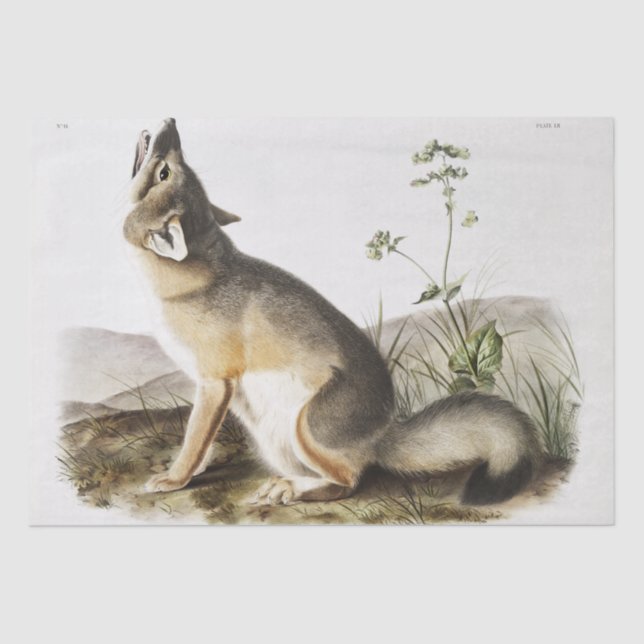 Swift Fox (Vulpes velox) from the viviparous quadr Tissue Paper (Front)