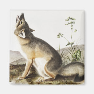 Swift Fox (Vulpes velox) Illustration Magnet