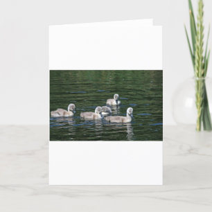 Swim Friends Card