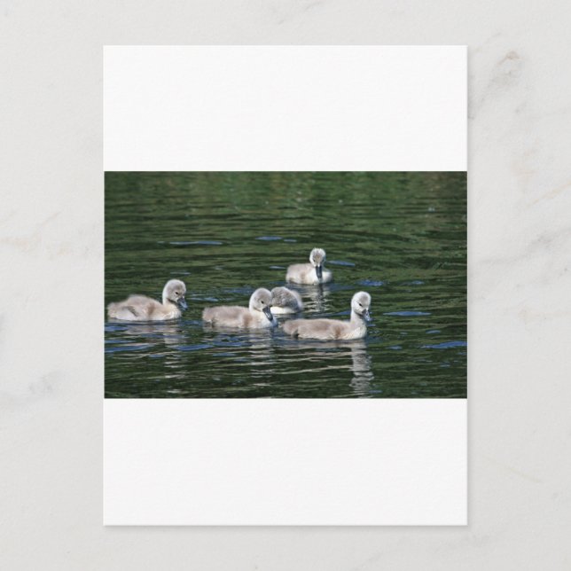 Swim Friends Postcard (Front)