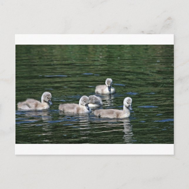Swim Friends Postcard (Front)