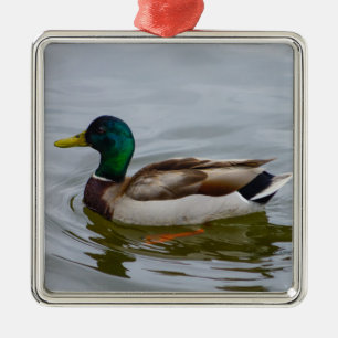 Swim Mallard Swim Metal Ornament