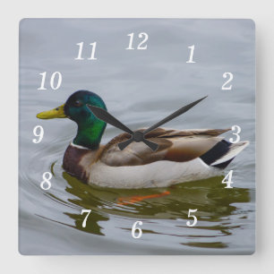 Swim Mallard Swim Wall Clock
