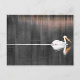 swimmin postcard