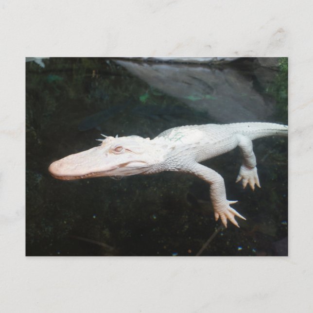 Swimming albino alligator colour photograph postcard (Front)