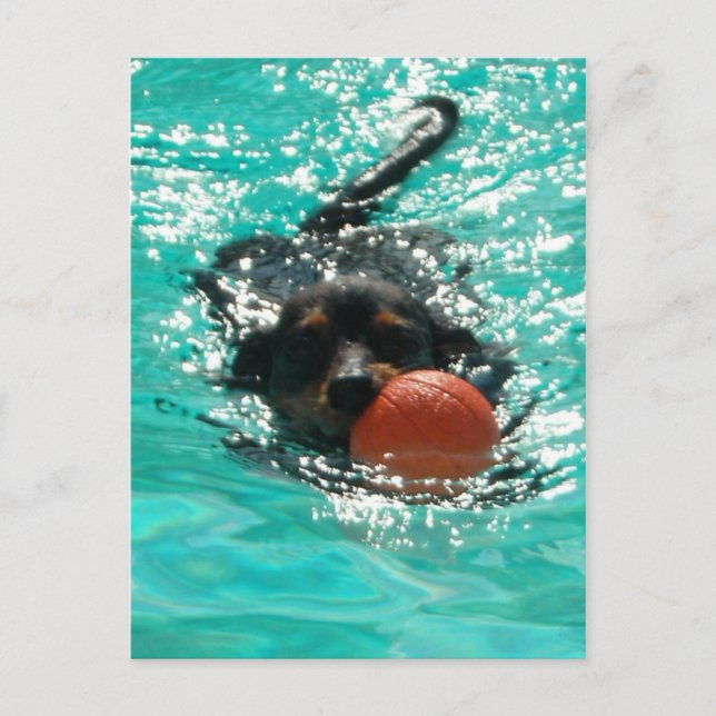 Swimming Dachshund! Postcard (Front)