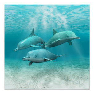 Swimming Dolphins Poster