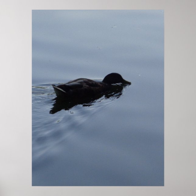 Swimming Duck in Lake Poster (Front)