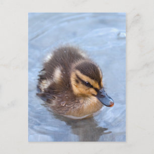 Swimming Duckling Postcard