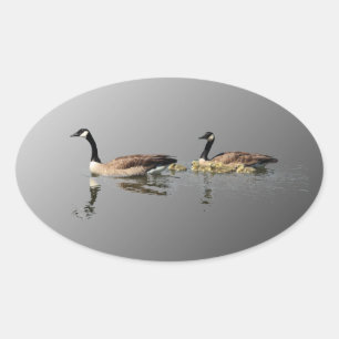 Swimming Geese Sticker