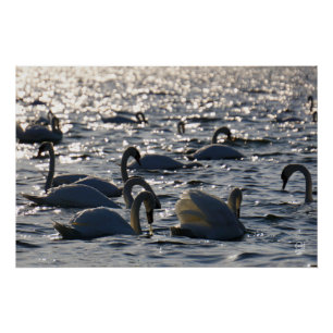 Swimming in a group on the water with sparkling z poster
