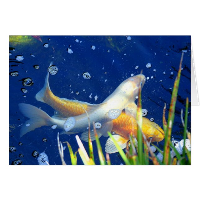 swimming koi carp in a pond (Front Horizontal)