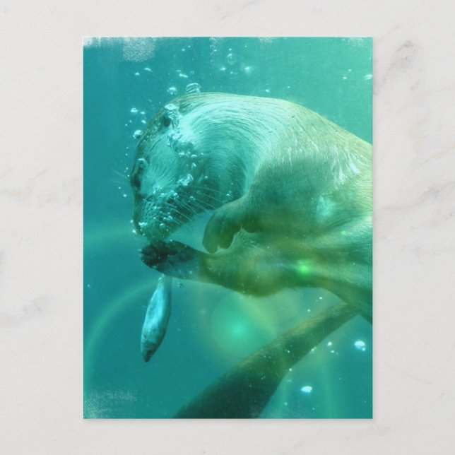 Swimming Otter Postcard (Front)