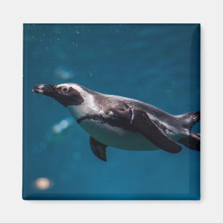 Swimming Pengiun in the Sea. Magnet