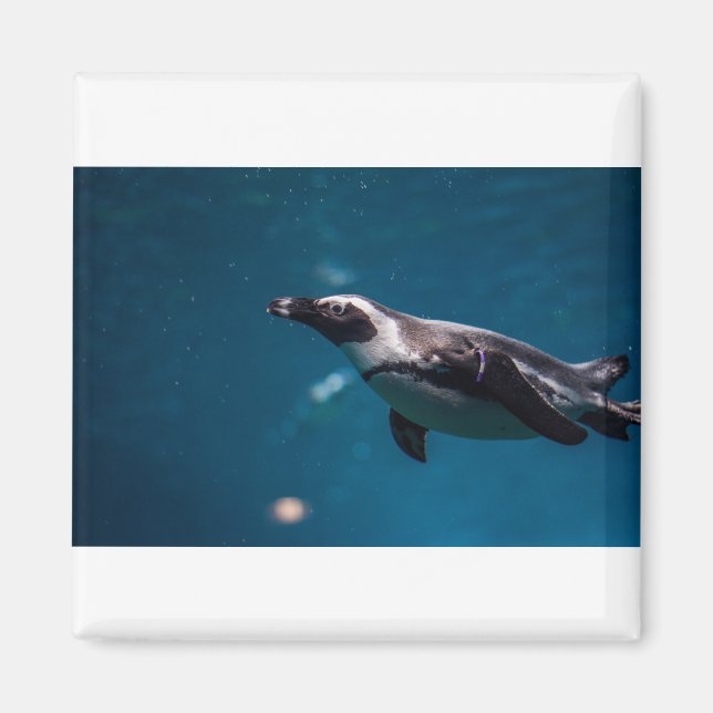 Swimming Pengiun in the Sea. Magnet (Front)