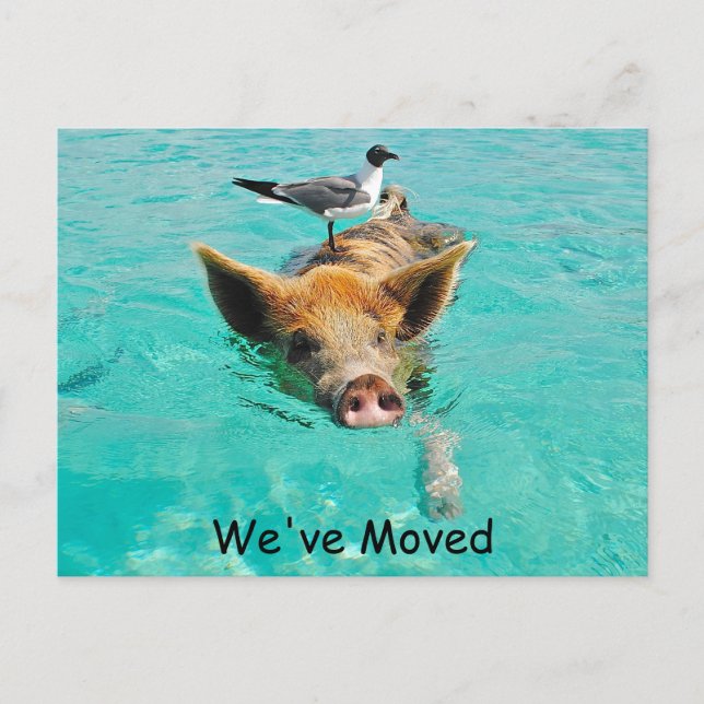 Swimming Pig New Address Announcement Postcard (Front)