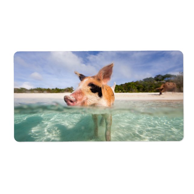 Swimming pig of Exuma (Front)