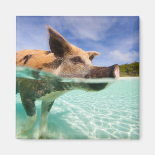 Swimming pig of Exuma Magnet
