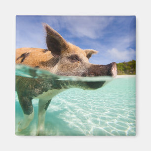 Swimming pig of Exuma Magnet