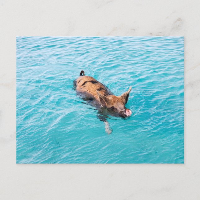 Swimming pig of Exuma Postcard (Front)