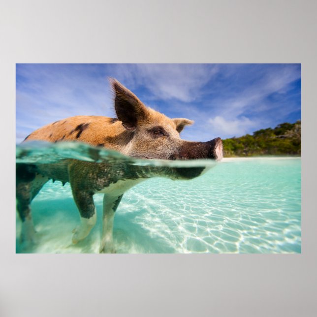 Swimming pig of Exuma Poster (Front)