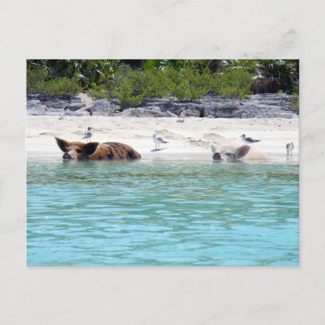 Swimming Pigs in Beach Postcard (Front)